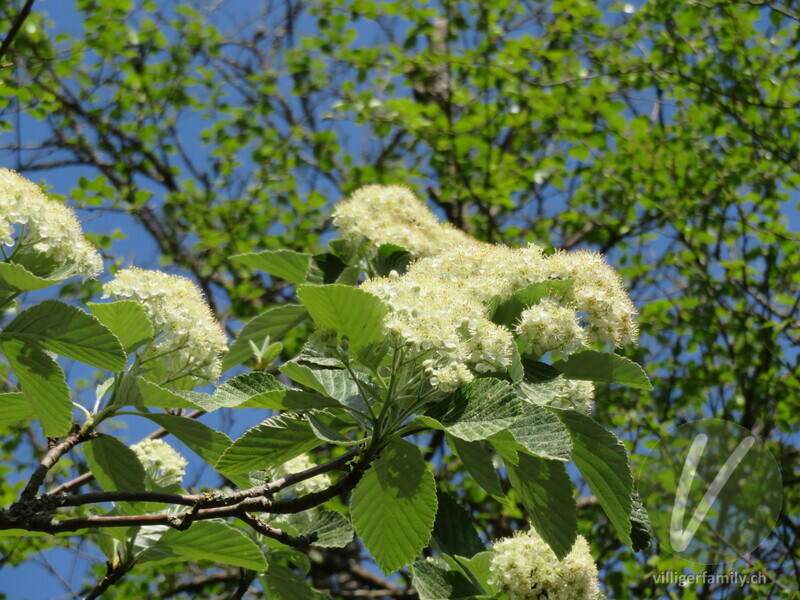 Echter Mehlbeerbaum: Übersicht